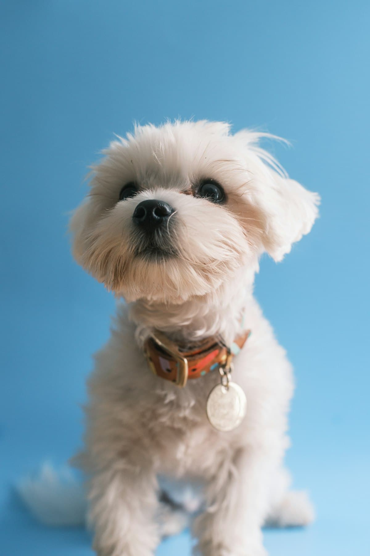 Collier Chiot Réglable