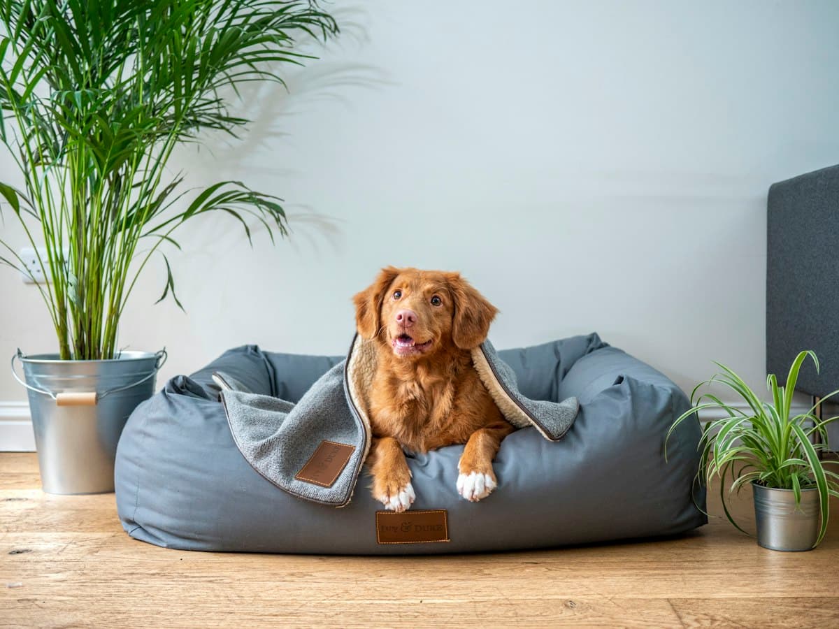 Panier Orthopédique Gris
